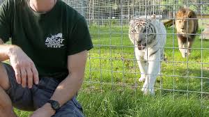 Big cat rescue, a non profit educational sanctuary, is devoted to rescuing and providing a permanent home for exotic (i.e. Never Turn Your Back On Big Cats Youtube