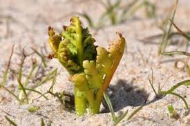 Image result for Ophioglossaceae