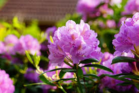 Maybe you would like to learn more about one of these? Rhododendrons Azaleas How To Plant Grow And Care For Rhododendron And Azalea Bushes The Old Farmer S Almanac