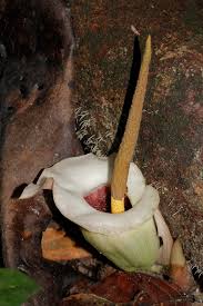 Image result for Amorphophallus abyssinicus