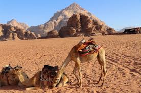 How much do a camel weigh? Jordan Egypt Cairo Amman Petra And Wadi Rum 10 Days Kimkim