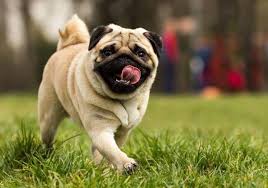 Pug Mops Bikopek Com