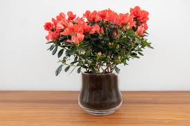 Find the perfect ph balance with the right azalea potting mix from love the garden. Diy Stunning Display For Your Ghent Azalea Ghent Azalea