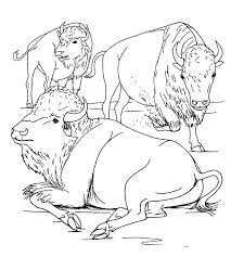 This animal coloring page features a picture of a buffalo. Free African Buffalo Color Page Coloring Pages Animal Coloring Pages Coloring Pictures