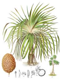 Image result for Pandanus candelabrum