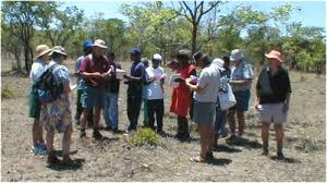 Image result for Faurea wentzeliana