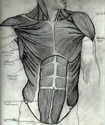 Orientation and landmarks to memorize. Front View Of Torso Muscles By Thevictor2225 On Deviantart