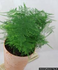 Aquaponic Asparagus Fern Aquaponic