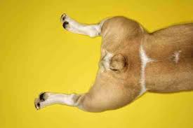 His short, stocky legs have great muscle definition. Everything You Need To Know About Tail Docking Petsci