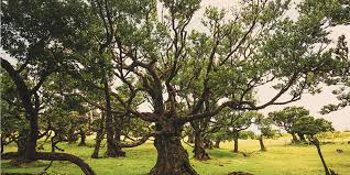 Image result for Ocotea