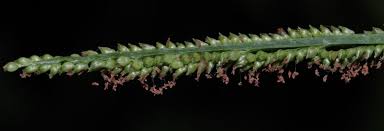Image result for Setaria geminata