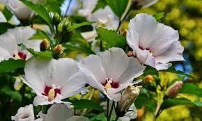 While i care a lot is compelling enough as a study of marla and her strange world, blakeson attempts to move it into pulpier, wackier territory. How To Plant And Care Hibiscus Expert Tips For Location And Propagation