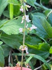 Image result for Orthosiphon thymiflorus