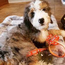 Merle Mini Bernedoodle From Crockett Doodles Crockett Doodles Doodle Puppy Bernedoodle