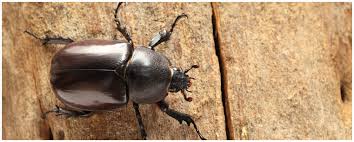 We did not find results for: Beetle Control Prevention Phoenix Watts Pest Prevention