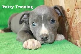 Blue Nose Pitbull Puppies How To Potty Train A Blue Nose Pitbull Puppy Blue Nose Pitbull House Trai Blue Nose Pitbull Puppies Pitbull Puppies Pitbull Terrier