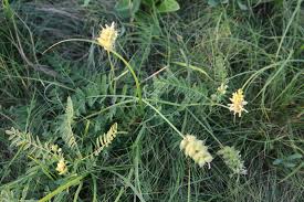 Image result for Dichilus reflexus