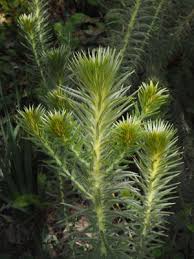 Image result for Phylica emirnensis