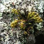 Image result for Asplenium aethiopicum