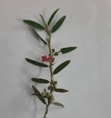 Image result for Indigofera erythrogramma