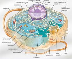 Diagram of animal cell simple. Animal Cell Structure And Organelles With Their Functions Jotscroll