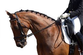 If you love horses, horse dressage games will provide just the right amount of excitement for you. Horse Conformation Head Neck And Shoulders Equimed Horse Health Matters
