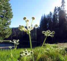 Montecito Sequoia Resort By Janelafazio Via Flickr Resort Sequoia Flowers