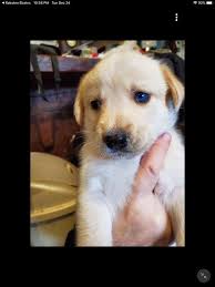 Jemma Mae S Golden Retriever And Husky Puppies Posts Facebook