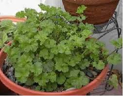 Image result for Pelargonium grossularioides