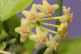 Image result for Hyparrhenia collina