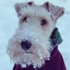 Wirefoxterrier Wire Fox Terrier Fox Terrier Pet Fox