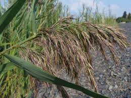 Image result for Phragmites australis