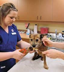 Welcome to the pet wellness clinic. Fear May Not Have To Be The Cost Of Getting The Job Done