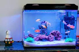 Jenis ikan ini adalah salah satu hewan air dengan tampilan yang colorful dan menarik perhatian. Kenali Ciri Ikan Hias Di Akuarium Tengah Sakit Halaman All Kompas Com