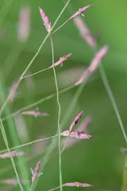 Image result for Eragrostis aspera