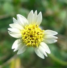 Image result for Tridax