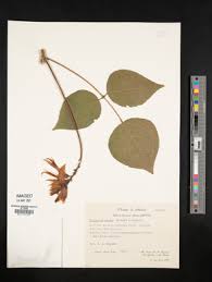 Image result for Erythrina sacleuxii