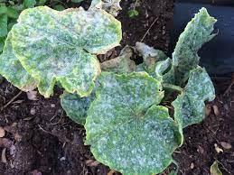 How to eliminate powdery mildew on zucchini plants. Identify And Control Powdery Mildew