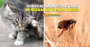 Cara paling efektif untuk membasmi kutu di pekarangan rumah adalah menggunakan insektisida. Apa Yang Anda Perlu Tahu Mengenai Kutu Pada Kucing The Mamamiaow
