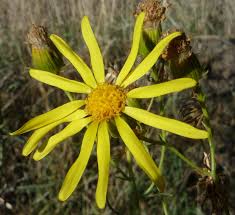 Image result for Senecio sp.no.2