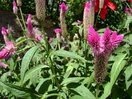 Image result for Celosia argentea