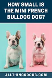 mini french bulldog dog size french bulldog dog french bulldog mini french bulldogs