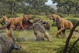 We all know that thousands of species worldwide are under threat of extinction right now, due to climate it's not entirely clear when wild native brown bears went extinct in the uk. Dire Wolves Went Extinct 13 000 Years Ago But Thanks To New Genetic Analysis Their True Story Can Now Be Told