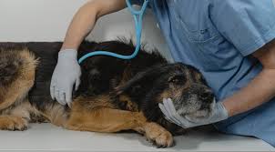 Pain Management for Pets | Columbus Countryside Veterinary Clinic