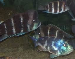 adw cyphotilapia frontosa information