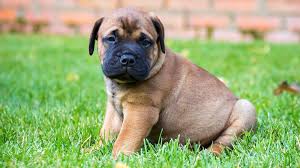 The actual mastiff cost if you wish to purchase a mastiff, its real cost is around $850 to $1,700 at greenfieldpuppies. Bullmastiff Puppies Behavior And Characteristics In Different Months Until One Year