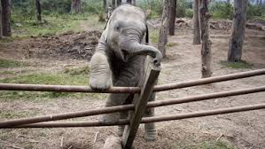 Mohon bantuannya teman2 @wwf_id #kalbar #singkawang #tanjungbajau #kebunbinatang #animalabuse. Kebun Binatang Russia Beyond