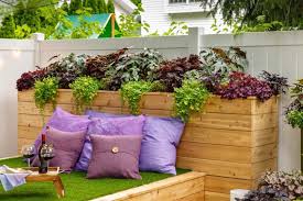 Image result for Lysimachia djalonis