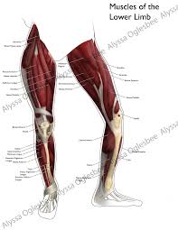 Free body diagram for handle. Muscles Of The Lower Limb Muscles Of The Lower Limb Myfolio Lower Limb Lower Limb Muscles Muscle
