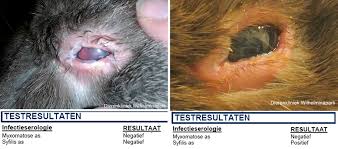 We did not find results for: Konijnen Syfilis Of Syfilis Bij Het Konijn